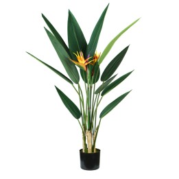 Pianta ornamentale Sterlizia — 93983 | Ecotempo