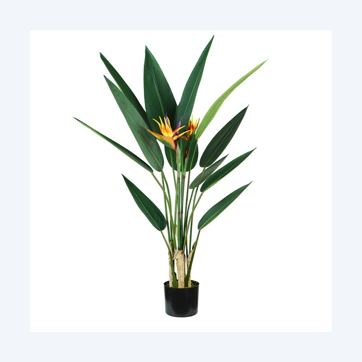 Pianta ornamentale Sterlizia — 93983 | Ecotempo