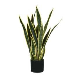 Pianta ornamentale Sansevieria — 93984 | Ecotempo