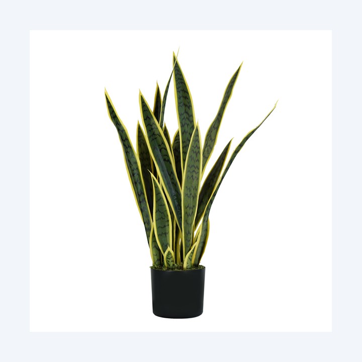 Pianta ornamentale Sansevieria — 93984 | Ecotempo