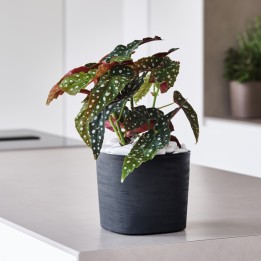 Vaso quadrato Capri 13 L sabbia TeraPlast | Ecotempo